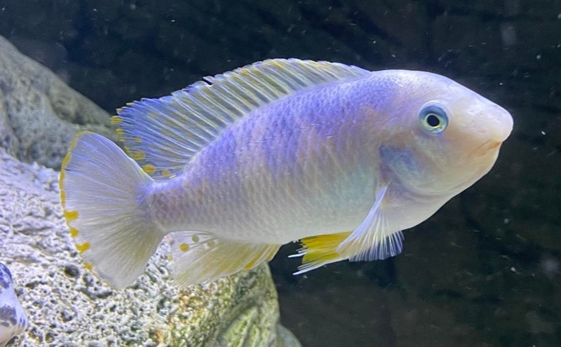 Labeotropheus fuelleborni 'Maleri Island'